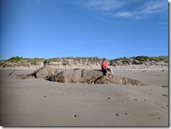 Good Harbor Beach sand erosion_piping plover enclosure_ Gloucester MA_ 20180616_071107 © c ryan