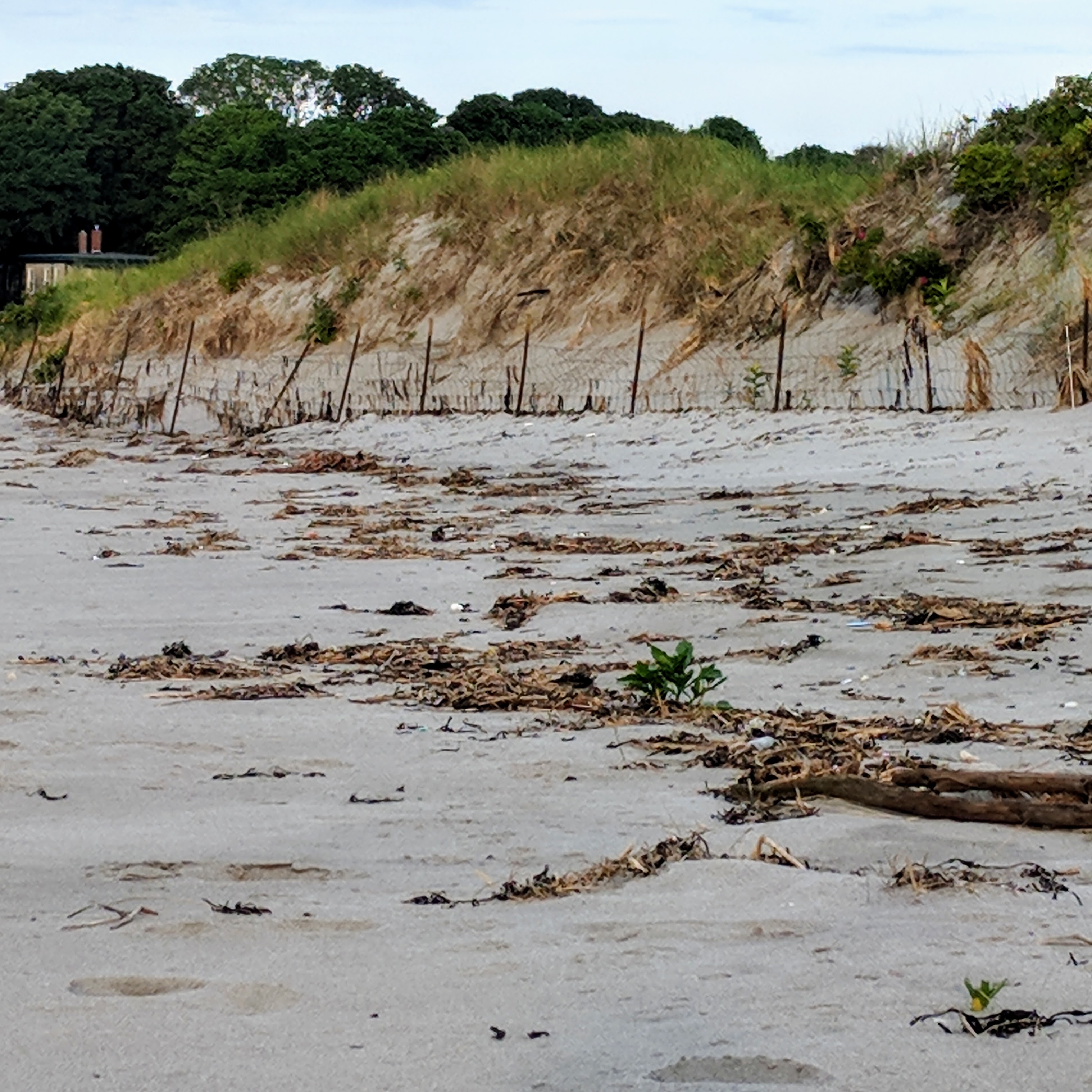 lonely little scrub_20180618_060541© c ryan.jpg