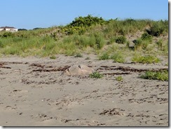 Special rock piping plover enclosure Good Harbor Beach Good Morning Gloucester_20170709_065929 ©c ryan