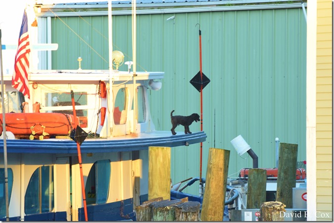 2018 7 11 Walks & Margatita 075