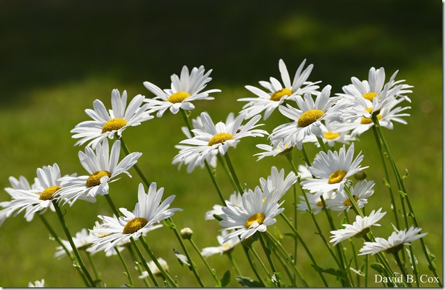 2018 7 11 Walks & Margatita 106