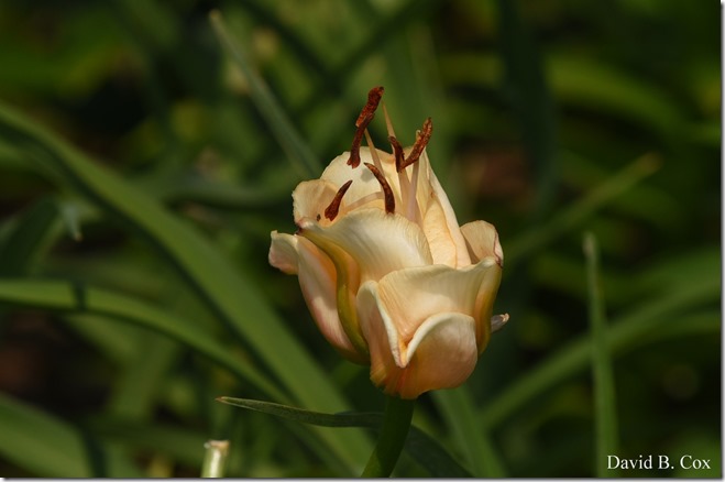 2018 7 11 Walks & Margatita 147