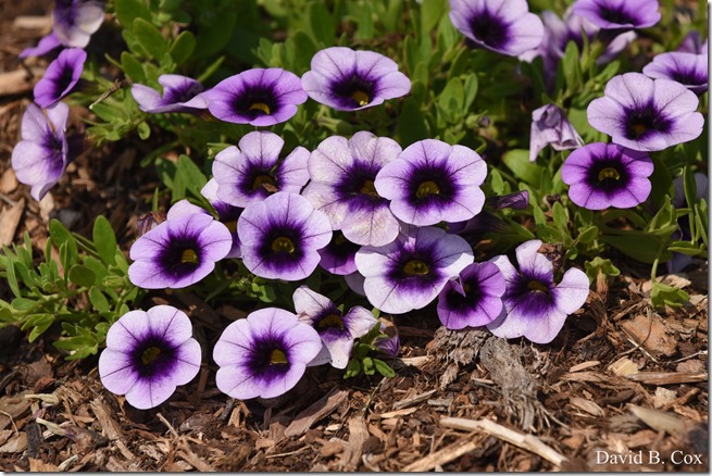 2018 7 11 Walks & Margatita 150