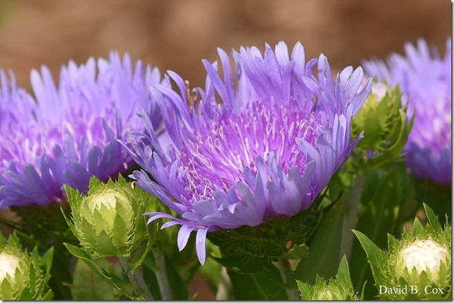 2018 7 11 Walks & Margatita 152