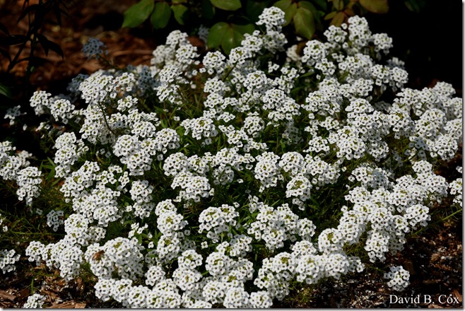 2018 7 11 Walks & Margatita 154