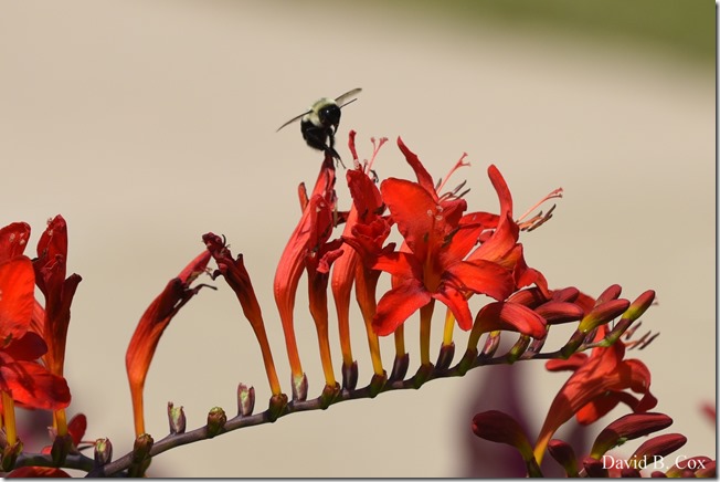 2018 7 11 Walks & Margatita 163