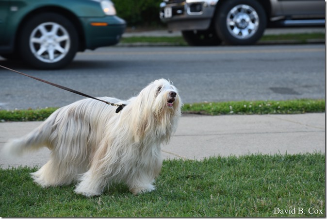 2018 7 18 Misc Walks Blvd 057