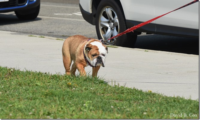 2018 7 18 Misc Walks Blvd 104