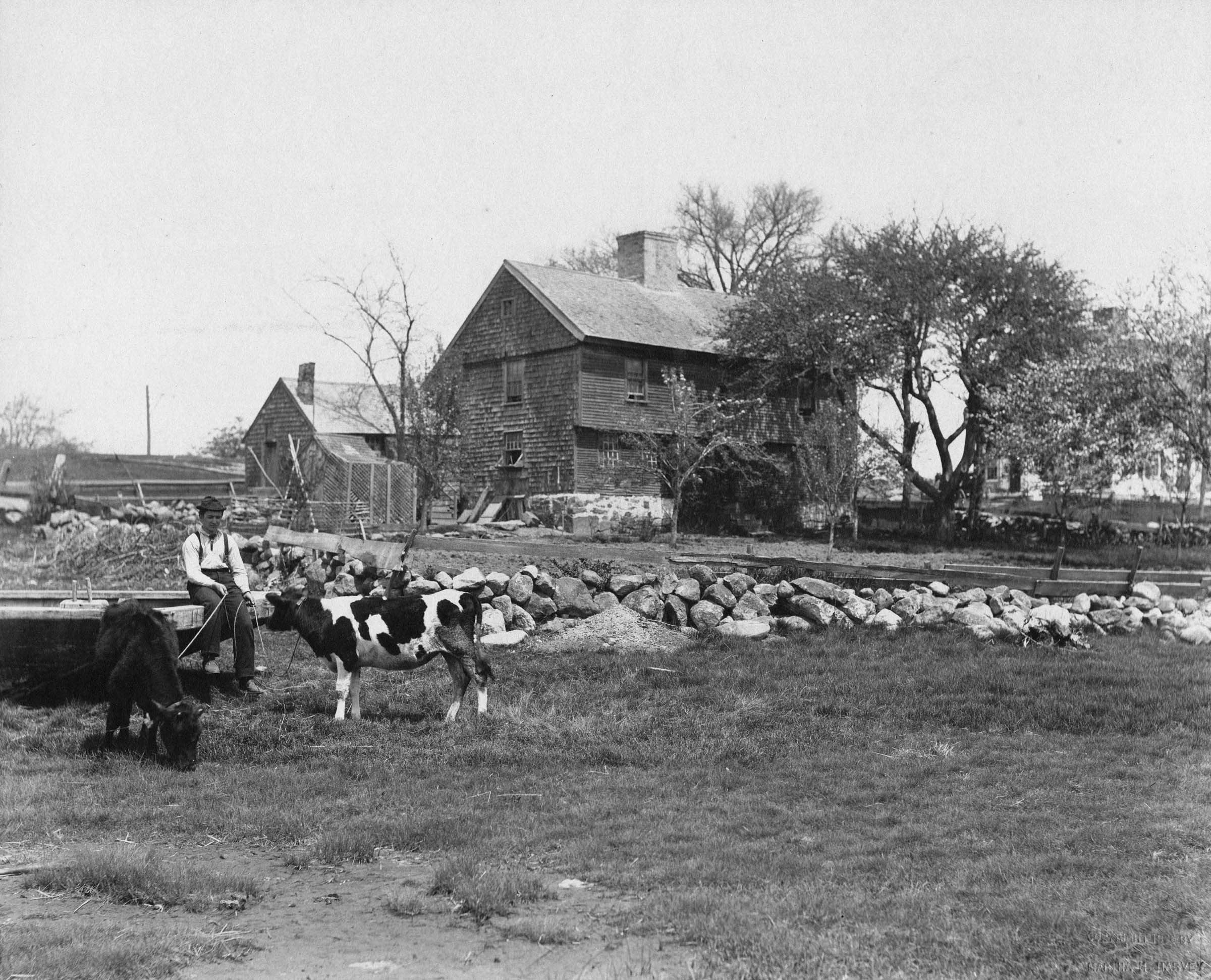 Ellery House with Cows