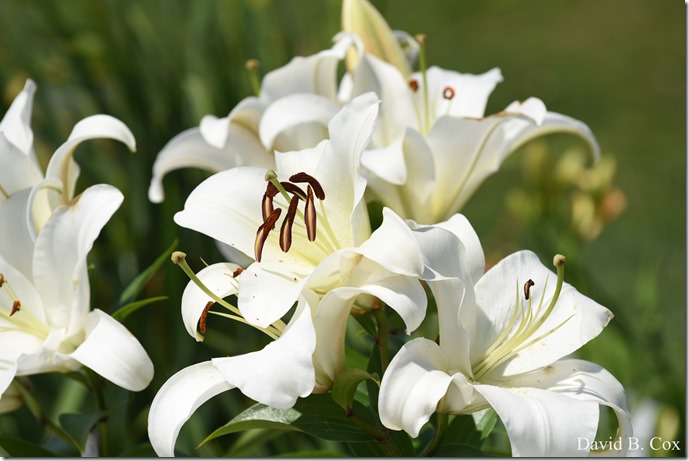 2018 7 18 Misc Walks Blvd 186