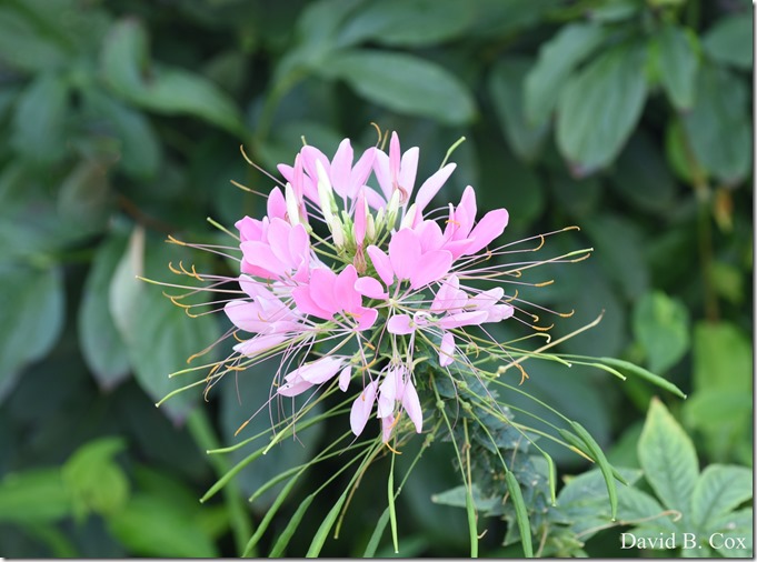 2018 7 29 Seafair Squam 033