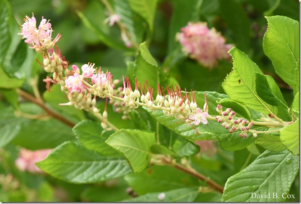 2018 8 10 GH Beach & Walks 020