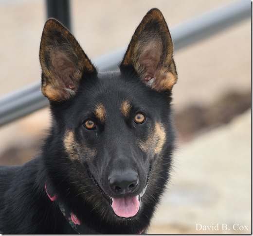 2018 8 18 Many Walks & Florals 038