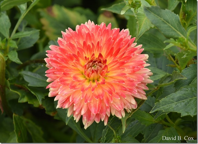 2018 8 18 Many Walks & Florals 041