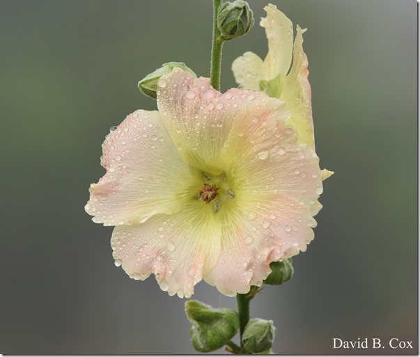2018 8 18 Many Walks & Florals 055