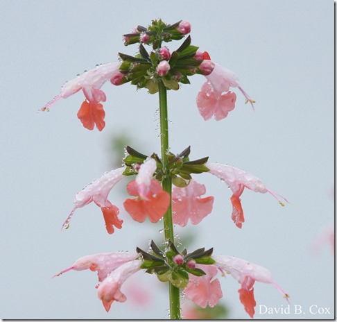 2018 8 18 Many Walks & Florals 080