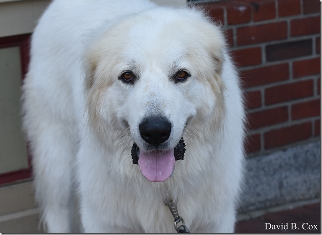 2018 8 18 Many Walks & Florals 154