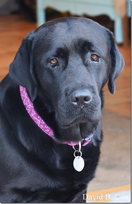 2018 8 18 Many Walks & Florals 158