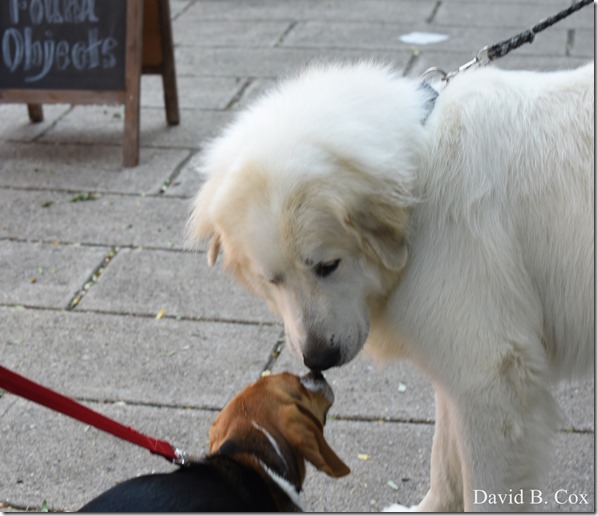 2018 8 18 Many Walks & Florals 165