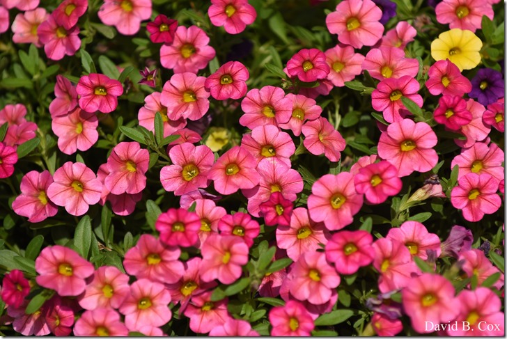 2018 8 3 Walks & Bazaar 002