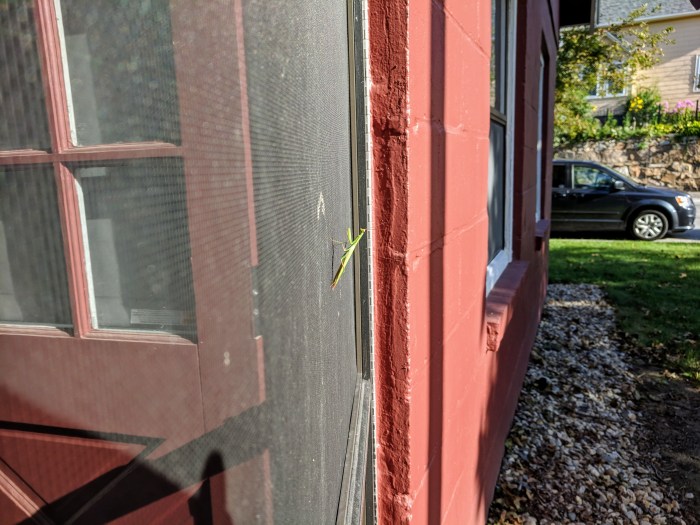 praying mantis Major Fred W Ritvo Veterans Center Cape Ann Veterans Services Gloucester Mass ©c ryan.jpg