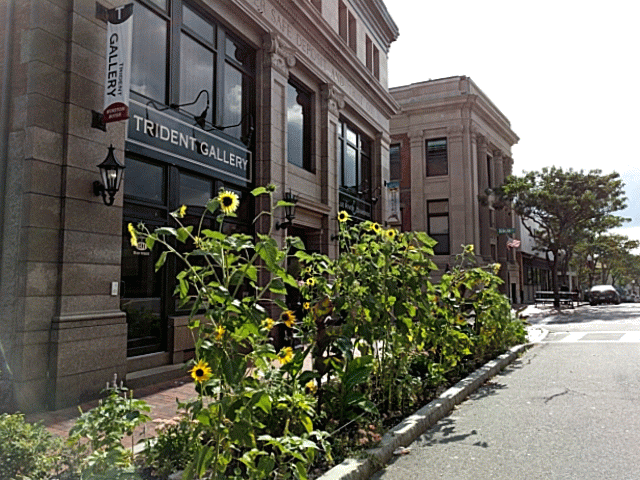 Sunflowers at every turn _ Main Street and Pleasant _ downtown Gloucester Mass©c ryan 2018 Aug 30. GIF