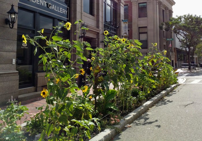 Sunflowers at every turn _ Main Street and Pleasant _ this one thanks Patti Amaral_ downtown Gloucester Mass©c ryan 2018 Aug 30 (2)