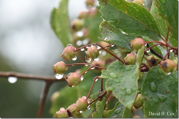 2018 9 11 Walk & Seacoast Party 001