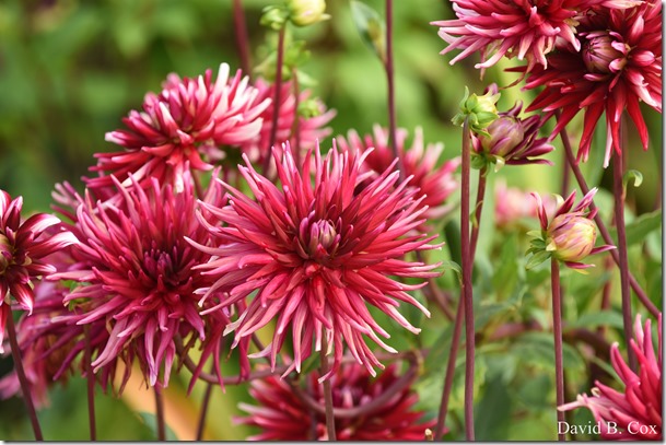 2018 9 8 Germ M & V  Walks GHS FB vs Revere 034