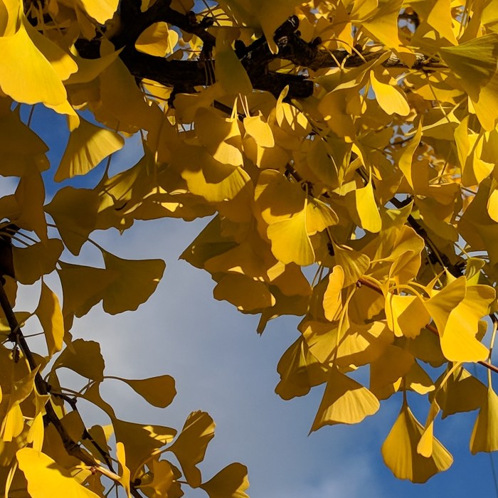 Colors of the season - Fall Gloucester Cape Ann ©c ryan_20181025