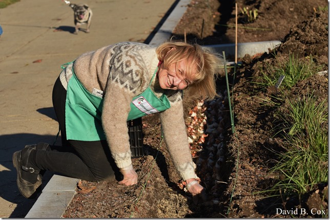 2018 11 7 Gen Gardeners Replanting Tulips 007