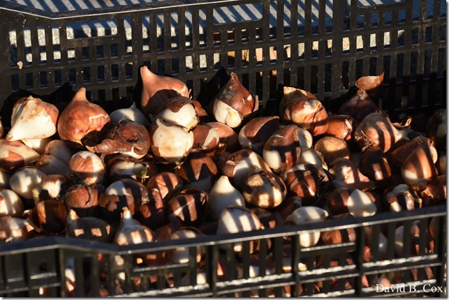 2018 11 7 Gen Gardeners Replanting Tulips 056