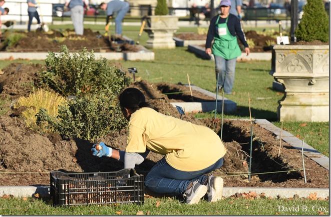 2018 11 7 Gen Gardeners Replanting Tulips 065