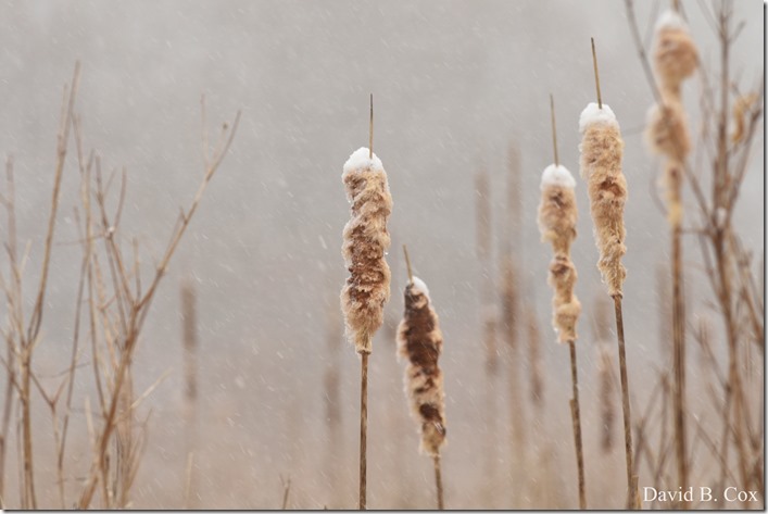 2019 2 18 Lorrain's B'thday & Snow 121