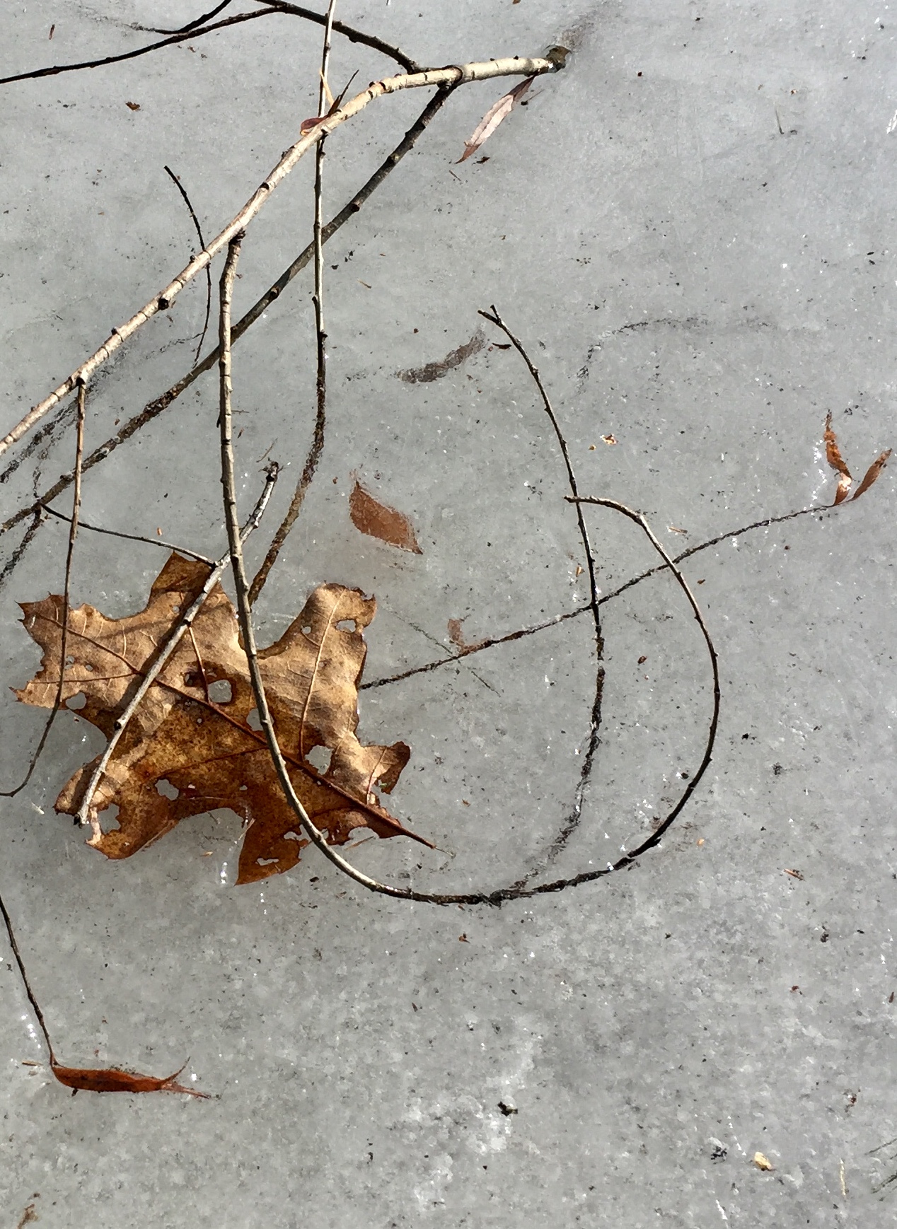 PFarrell . Untitled 2018 . Archival pigment print . 10x8 inches IMG_2656