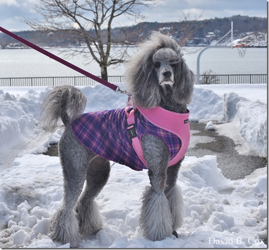 2019 03 04 D 750 Snow Day 020