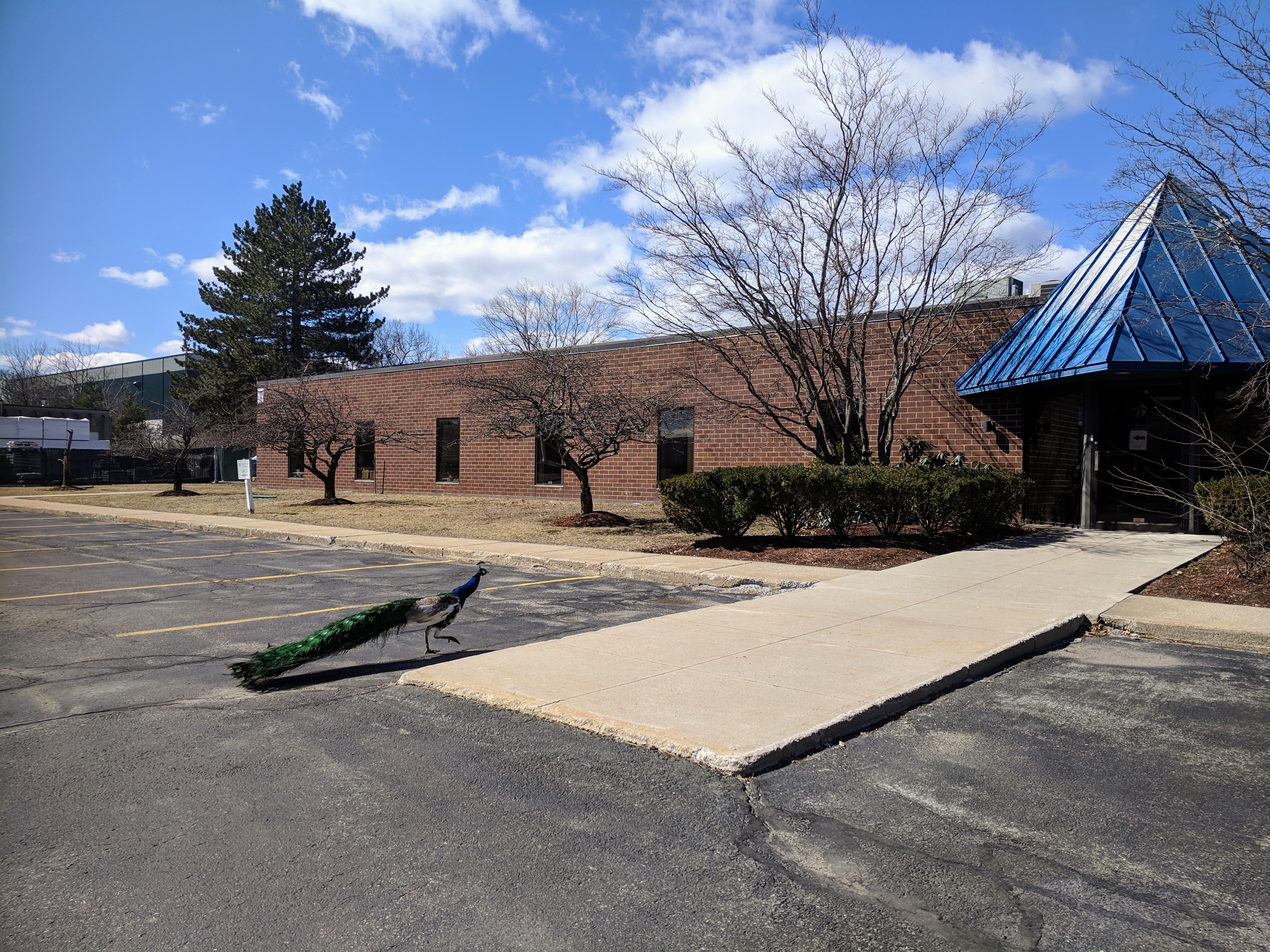 one of four peacocks_office park north of Boston Massachusetts_ don't see that every day ©catherine ryan (1)