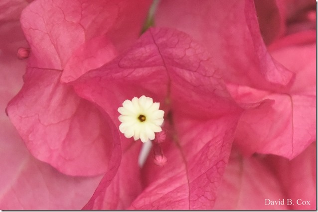 2019 04 10 Several Days D750 014