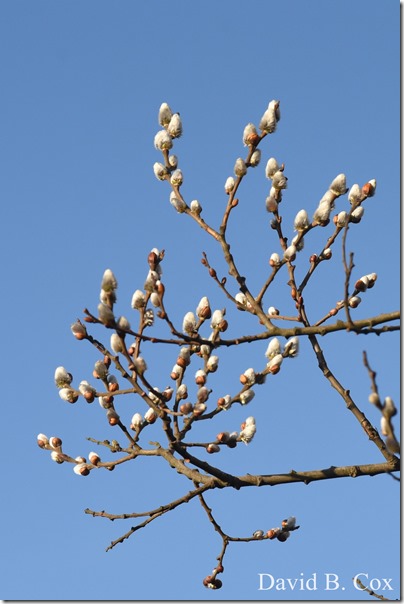 2019 04 10 Several Days D750 034