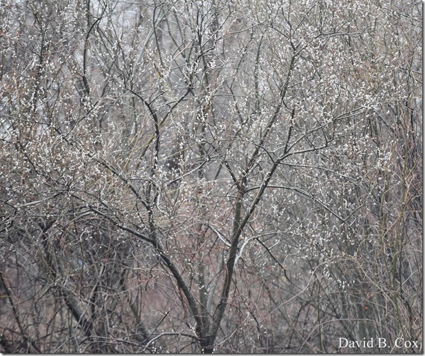 2019 04 10 Several Days D750 045