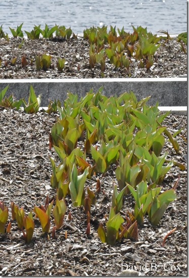 2019 04 10 Several Days D750 054