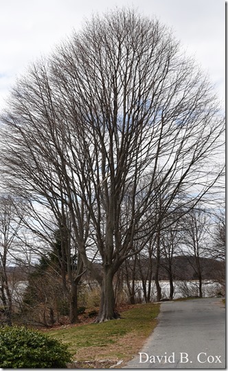 2019 04 10 Several Days D750 068