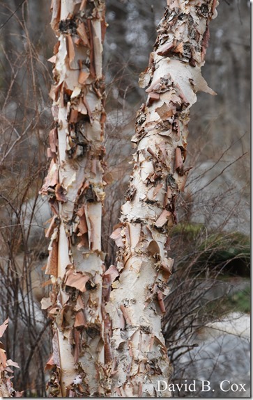 2019 04 10 Several Days D750 099