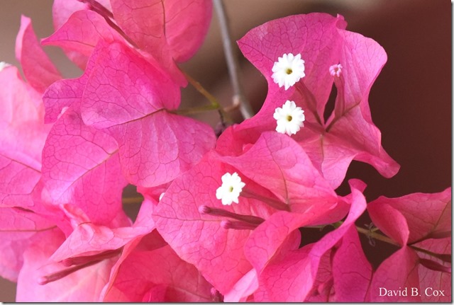 2019 04 10 Several Days D750 108