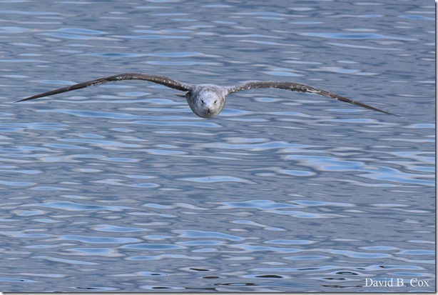 2019 04 25 GHS Softball vs M'head & Walks 099