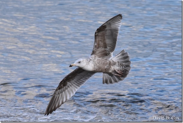 2019 04 25 GHS Softball vs M'head & Walks 101