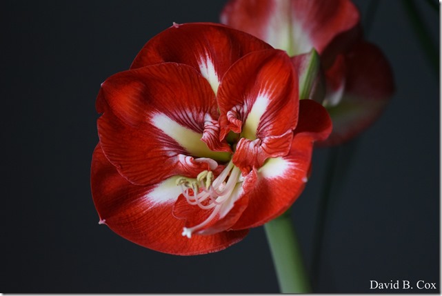 2019 04 29 Uvi & Son Skies & Amorilis 001