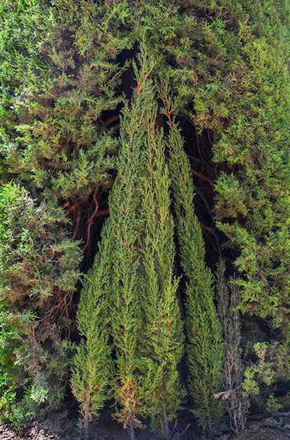 Esther Pullman . 'Wood' 2016 . Archival Pigment Print . 7x5.5 inches