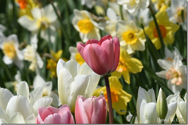 2019 05 08 Blvd BB vs Saugus Surfing 014