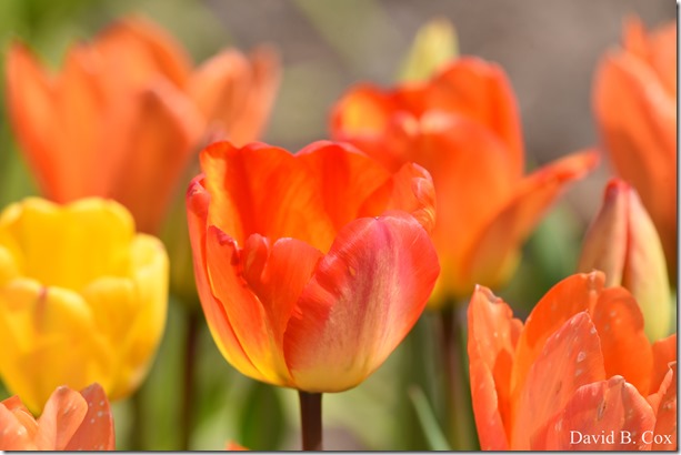 2019 05 08 Blvd BB vs Saugus Surfing 022